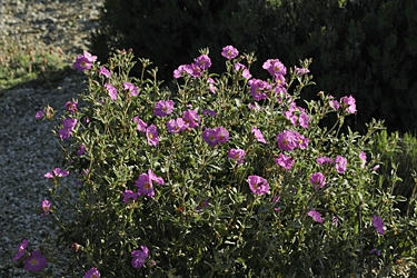 Des images de diff�rentes plantes